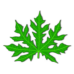 illustration of papaya leaf