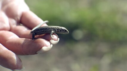 Cold blooded ancient reptile . European green lizard Lacerta viridis