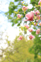 Blooming magnolia. Pink magnolia flower close-up on a blurred background. Blooming tree in spring.