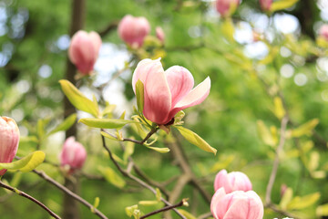 Blooming magnolia. Pink magnolia flowers close-up on a blurred background. Blooming tree in spring