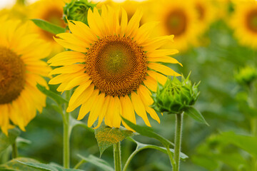 A large blooming yellow sunflower in a field next to a closed bud