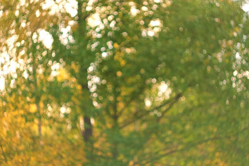 Fall blurred background. Defocused, Out of focus photo. Autumn nature leaves Blur background. Sun shines through blowing on wind yellow and orange foliage. Shining sun through a golden fall tree