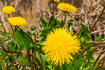 Close up view of a yellow dandelion flower.