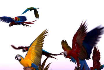 blurred colorful macaw parrot flying in bright blue sky background 