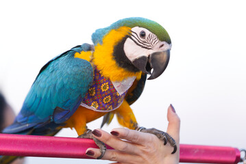 Close up of colorful blue macaw parrot pet perch on roost branch with blue clear sky background