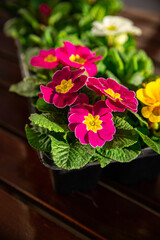 primrose flowers in flower pot outdoor beautiful blooming garden street flower vegetation