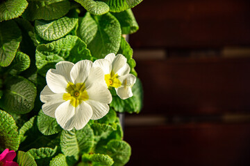 primrose flowers in flower pot outdoor beautiful blooming garden street flower vegetation