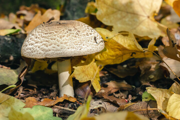Close-up of Mushroom Among Autumn Leaves in Natural Forest Environment