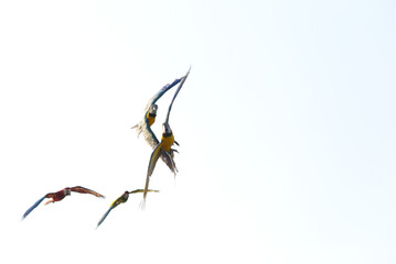 Fototapeta premium blurred colorful macaw parrot flying in bright blue sky background 