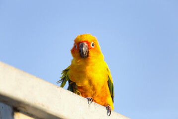 Lovely Beautiful orange Yellow green parrot  Sun Conure on roost branch with blue clear sky background