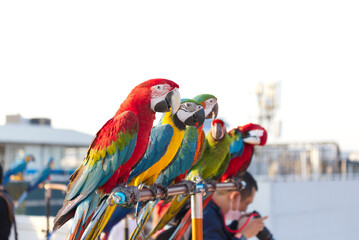 Close up of colorful scarlet macaw parrot pet perch on roost branch with blue clear sky background