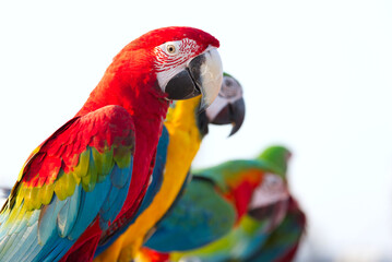 Close up of colorful scarlet macaw parrot pet perch on roost branch with blue clear sky background