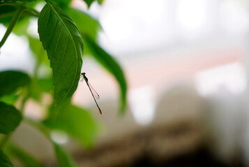 Damselfly landing on a basil branch                             