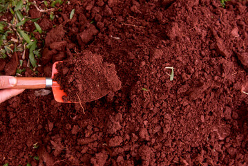 Gardener picking up soil with shovel