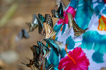 Colorful mixed species of butter fly on colorful cloth