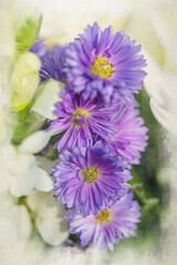 Digital watercolour painting of violet, and purple Aster flowers starting to bloom.