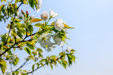 landscape of the cherry blossom. Cherry blossoms bloom in the spring season.
