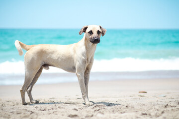 dog in the sand
