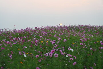 Mexican daisies or field cosmos, pale pinks, pinks, purples, pinkish whites, with delicate petals of various colors blooming in garden. The sun is rising View of Cosmos bipinnatus Cav field in misty 
