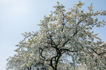 Fototapeta premium White cherry blossoms bloom in the spring season