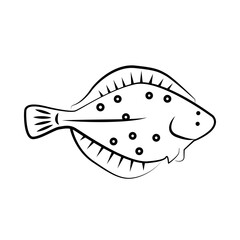 Flatfish(halibut, plaice). Vector demersal fish living at bottom of oceans. Southern summer flounder, european winter Halibut olive flounders, Paralichthys albigutta. Vector outline illustration