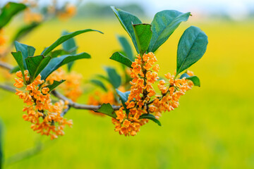 Beautiful osmanthus blooms on the osmanthus tree