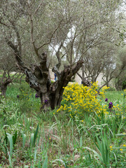 Ancient Olive Tree garden, near Saint Casarie chapel, old olive trees in spring with green grass,...
