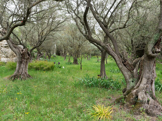 Ancient Olive Tree garden, near Saint Casarie chapel, old olive trees in spring with green grass,...