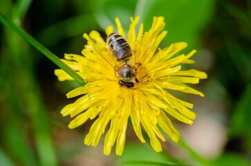 Bee pollinates a yellow dandelion.