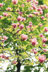 Pink and white magnolia flowers. Blooming tree in spring. Magnolia flowers on a branch. Natural spring background with beautiful flowers