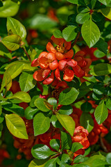 Spring colors photographed close up.