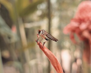 dragonfly on a branch