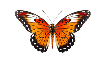 Fototapeta na wymiar Butterfly isolated on transparent background. 3D render.