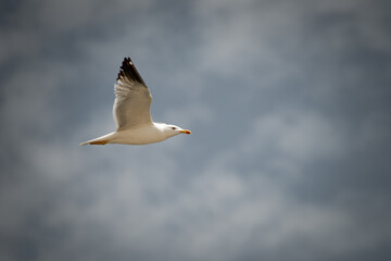 Seagulls flying against the cloudy sky. Sicily. © Marcin