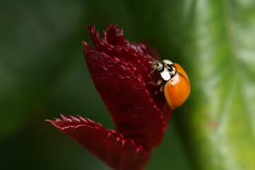 Spotless red Ladybird on red leaves of roses in garden macro