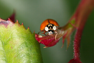 Spotless red Ladybird on red and green leaves of roses in garden