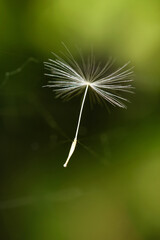 Dandelion weed seed captured in thread of web