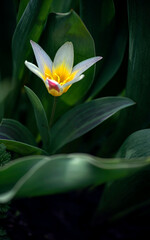 Fototapeta premium Dwarf daffodil.Simple and delicate petals. Narcissus is unique.Small, delicate, white flower similar to a lily.