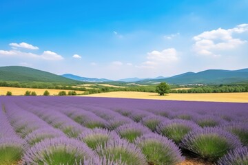 Fototapeta na wymiar view of lavender field with rolling hills and clear blue sky, created with generative ai