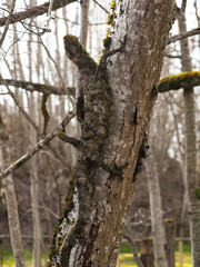 Spring in nature. Decorated Latvian nature walking trail, moss and tree decorations in the form of a lizard