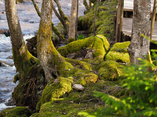 Spring in nature. Decorated Latvian nature walking trail, where a river flows with rapids, trees and moss grow in the forest and park, a wooden trail