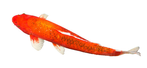 Red Aka Matsuba koi carp fish with white fin and tail is swimming in carp pond, countryside park.  PNG file, transparent, clipping path, Isolated on white background, photograph. Thailand. 