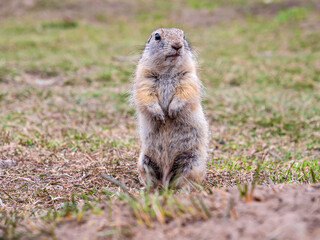 Naklejka na ściany i meble The gopher is standing on its hind legs and looking around. Close-up, portrait of a rodent