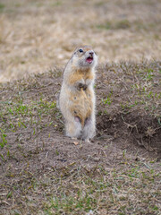 Naklejka na ściany i meble The gopher is standing on its hind legs and looking around. Close-up, portrait of a rodent