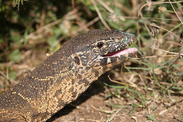 Nilwaran / Nile monitor / Varanus niloticus