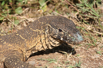 Nilwaran / Nile monitor / Varanus niloticus