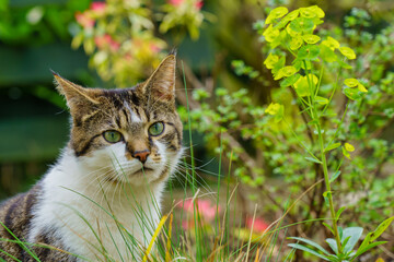 Adorable striped grey and black A striped feline exhibiting a snowy neckline lounged gracefully amidst a vibrant green garden, accompanied by a lush, flourishing leafy splurge plant nearby.