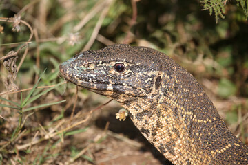 Nilwaran / Nile monitor / Varanus niloticus