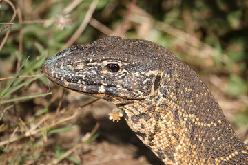 Nilwaran / Nile monitor / Varanus niloticus