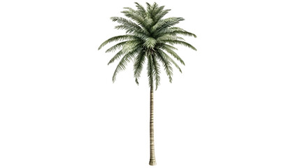  Palm trees isolated on transparent background cutout image